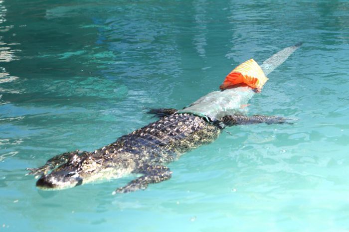 Новый хвост для аллигатора