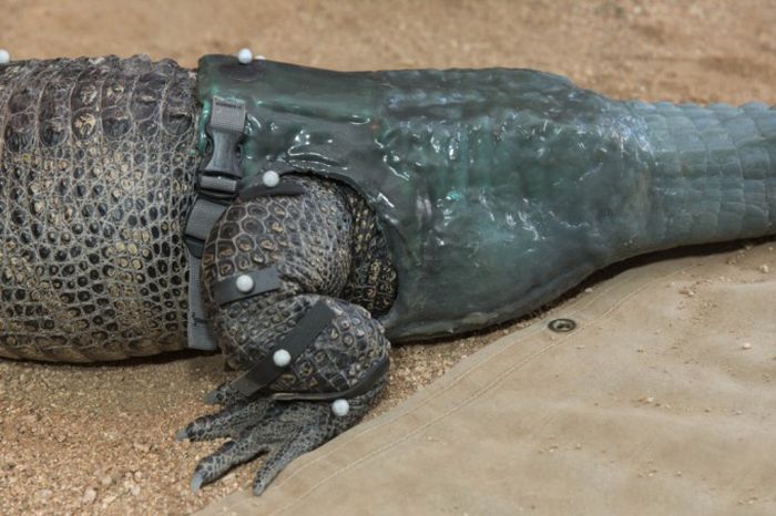 Новый хвост для аллигатора