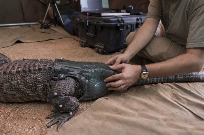 Новый хвост для аллигатора