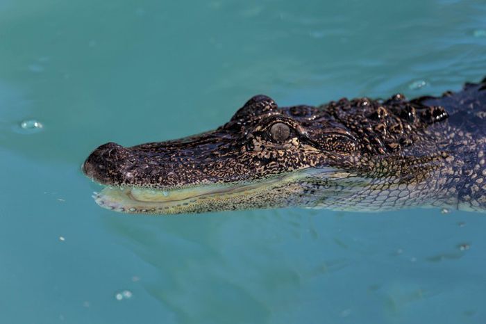 Новый хвост для аллигатора