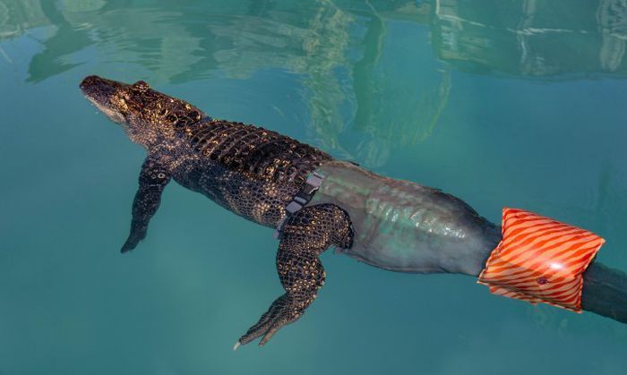 Новый хвост для аллигатора