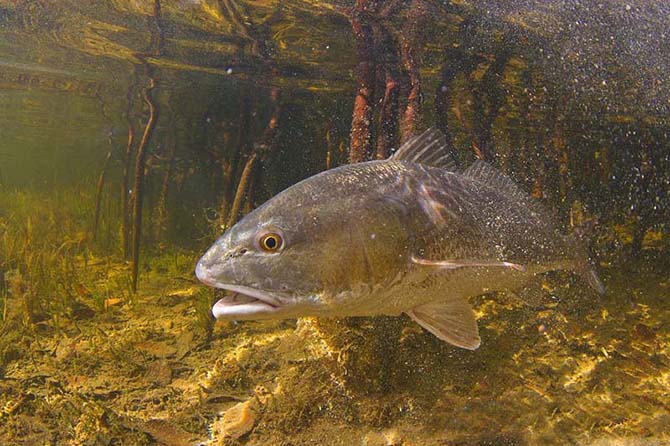 Продукты питания, объявленные в США вне закона