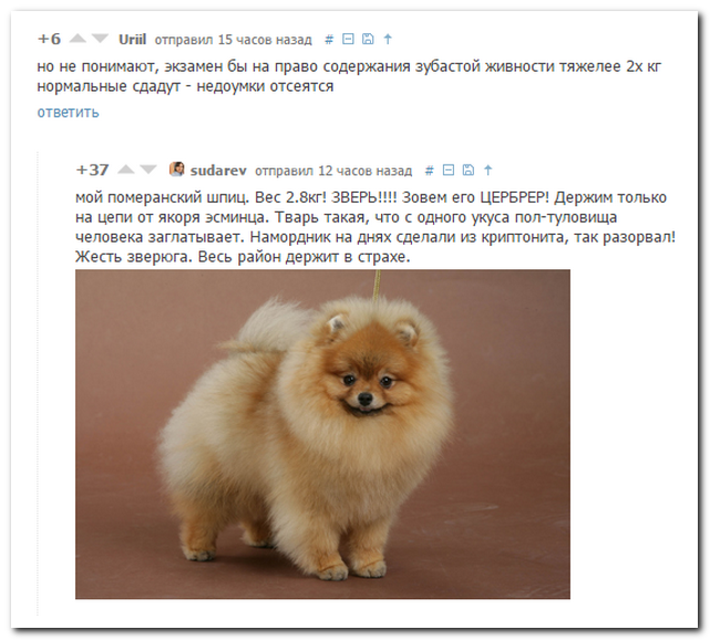 Смешные комментарии из социальных сетей