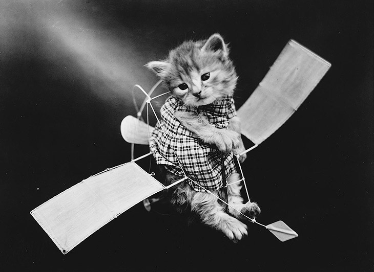 Кошки как люди. 100 лет назад