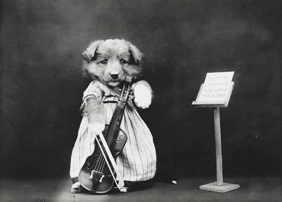 Кошки как люди. 100 лет назад