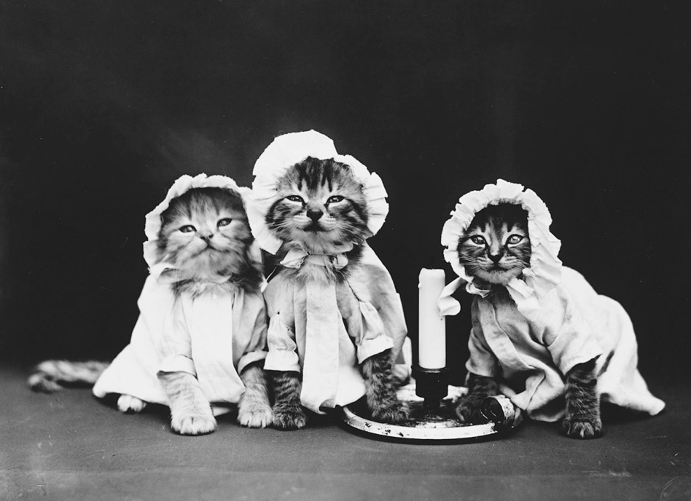 Кошки как люди. 100 лет назад