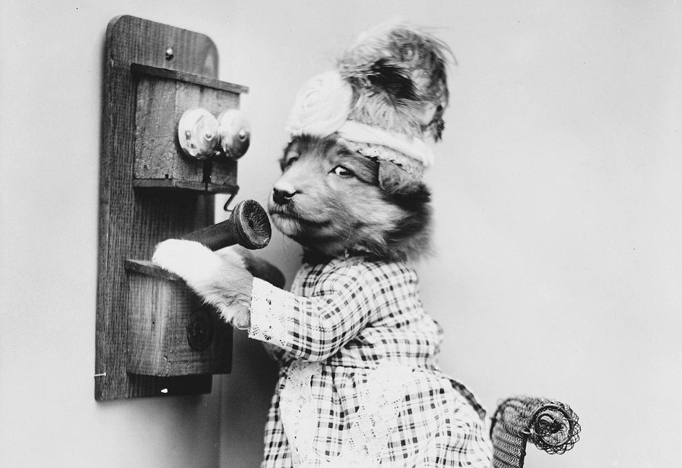 Кошки как люди. 100 лет назад