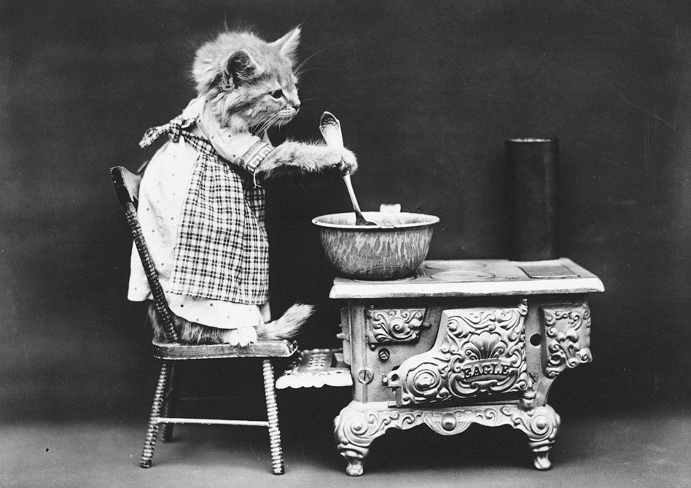 Кошки как люди. 100 лет назад