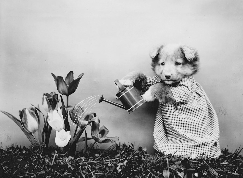 Кошки как люди. 100 лет назад