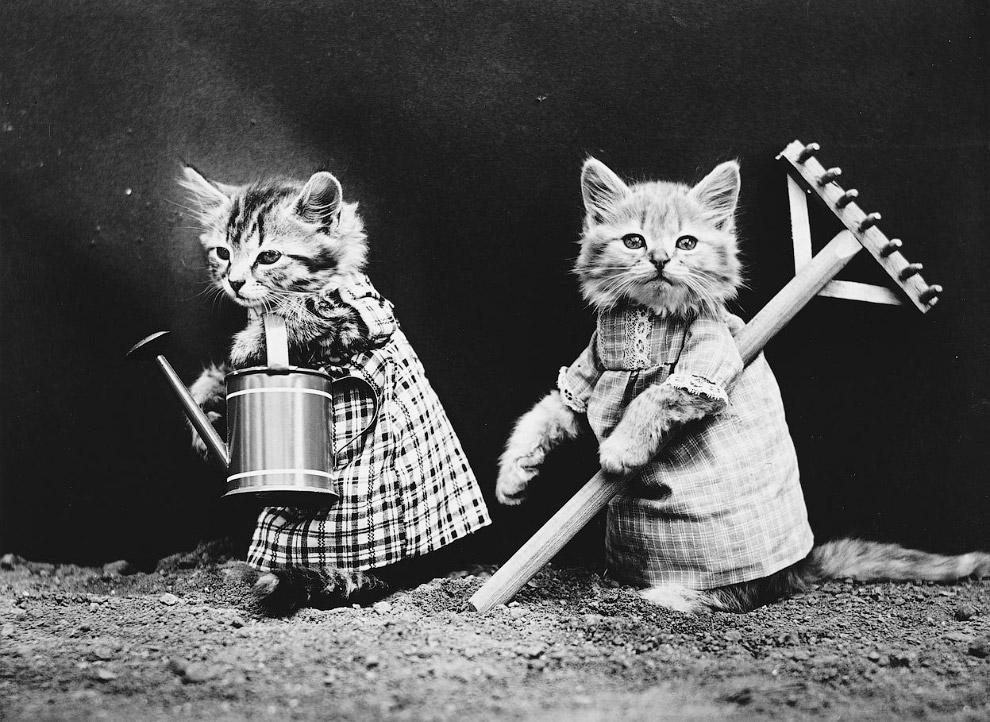 Кошки как люди. 100 лет назад