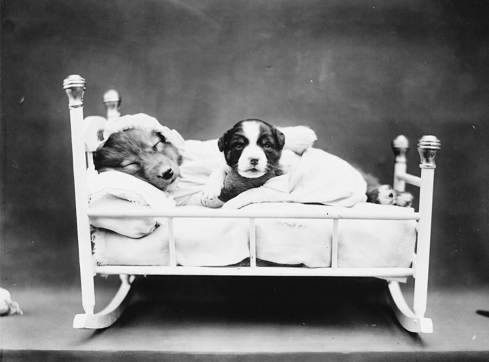 Кошки как люди. 100 лет назад