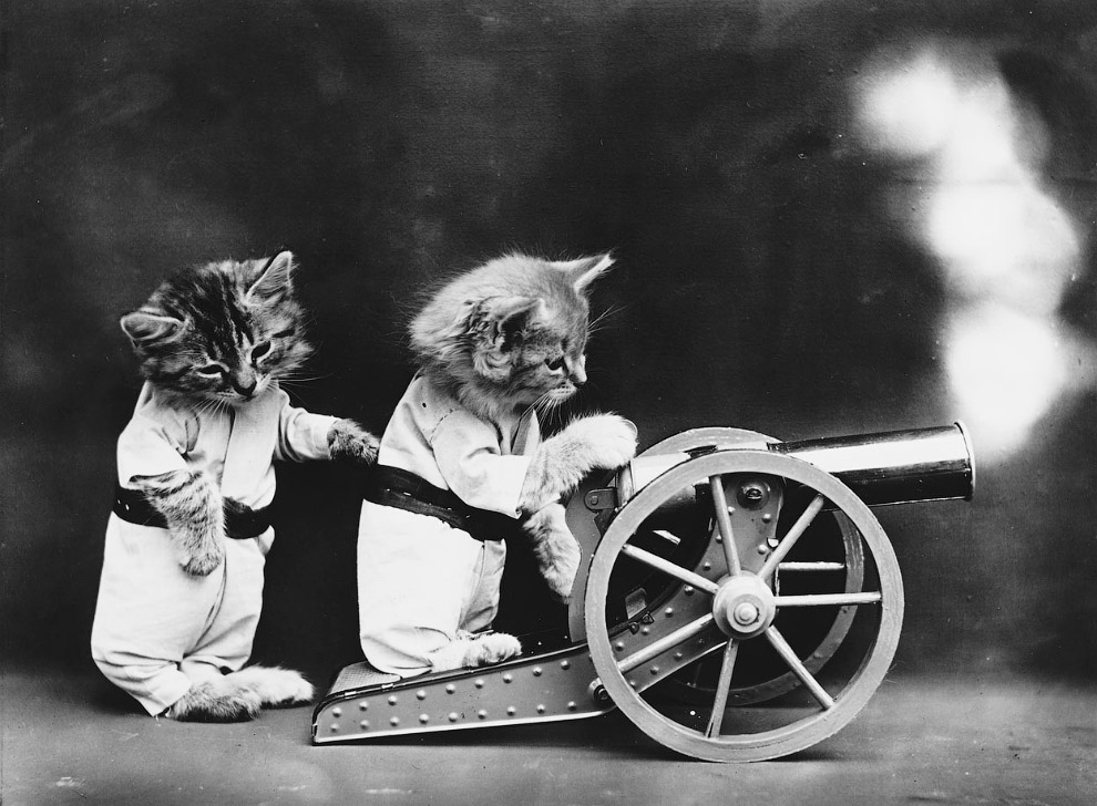 Кошки как люди. 100 лет назад