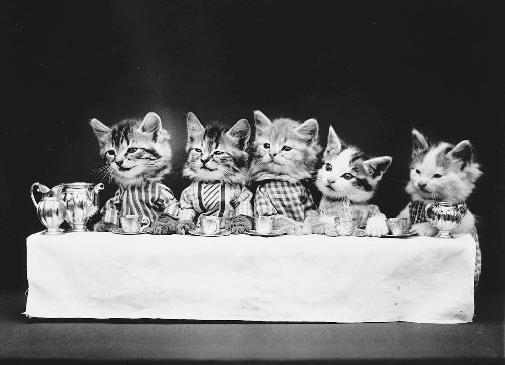 Кошки как люди. 100 лет назад