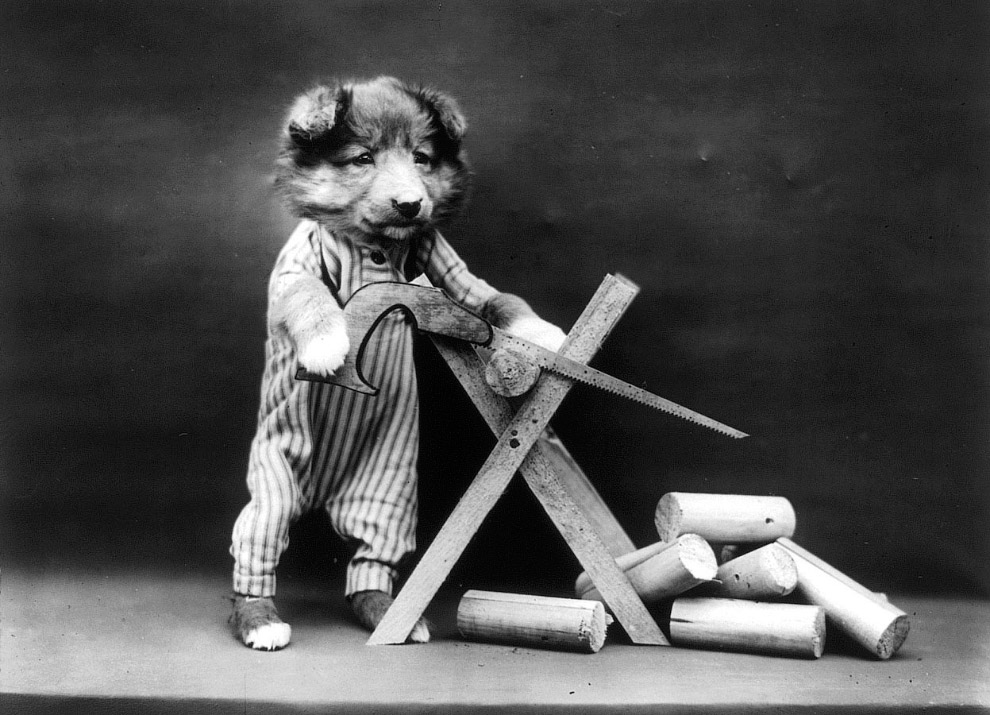 Кошки как люди. 100 лет назад