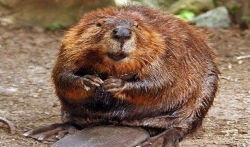 Шокирующие факты о еде (25 фото)