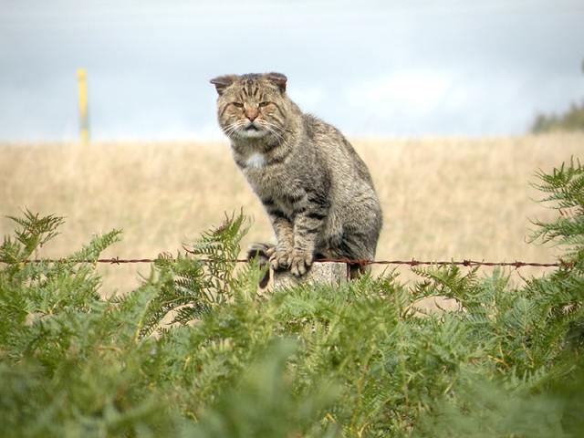 Удивительные факты об Австралии Удивительные факты об Австралии