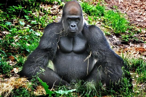 Сквозь зеркала