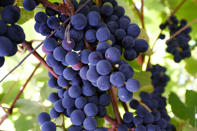 Как делают итальянскую граппу (22 фото)