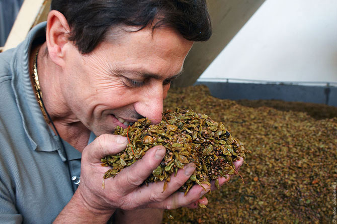 Как делают итальянскую граппу (22 фото)