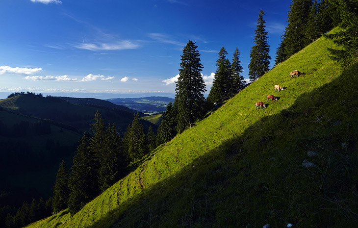 Швейцарские сыроделы