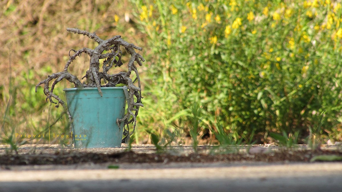Оживающий Чернобыль Оживающий Чернобыль