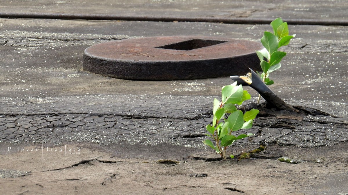 Оживающий Чернобыль Оживающий Чернобыль