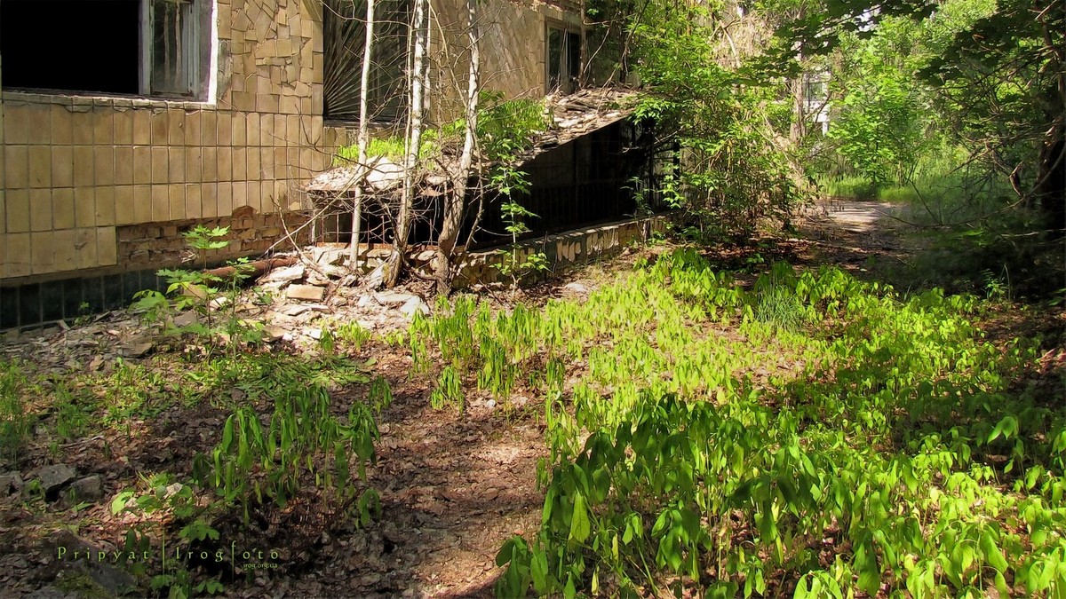 Оживающий Чернобыль Оживающий Чернобыль