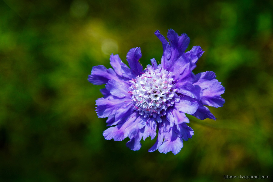 На изумрудных склонах Кавказа