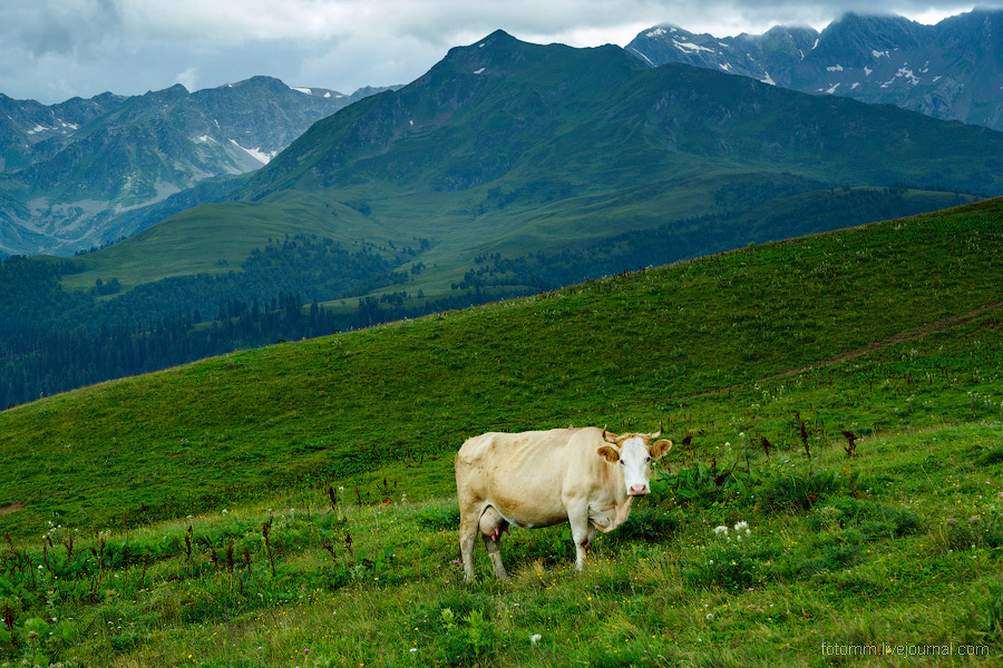 На изумрудных склонах Кавказа