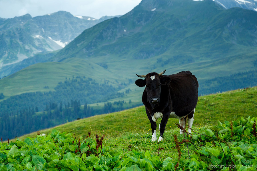 На изумрудных склонах Кавказа