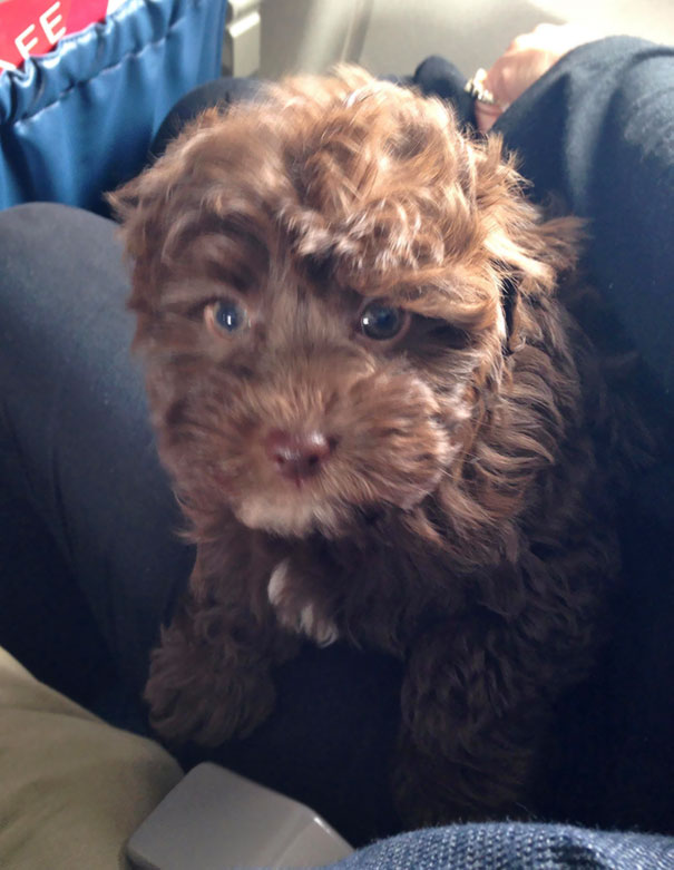 Необычные соседи в самолетах