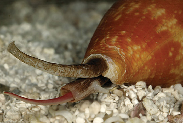 Самые необычные ядовитые животные