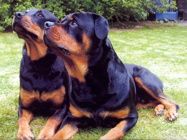 Десятка самых дорогих пород собак Десятка самых дорогих пород собак