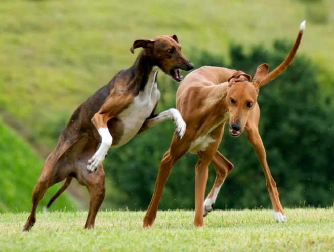 Десятка самых дорогих пород собак Десятка самых дорогих пород собак