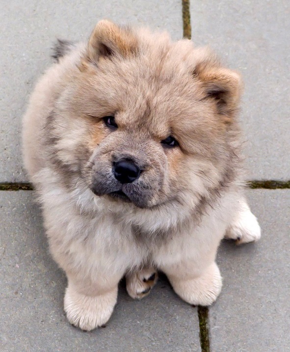 Десятка самых дорогих пород собак Десятка самых дорогих пород собак