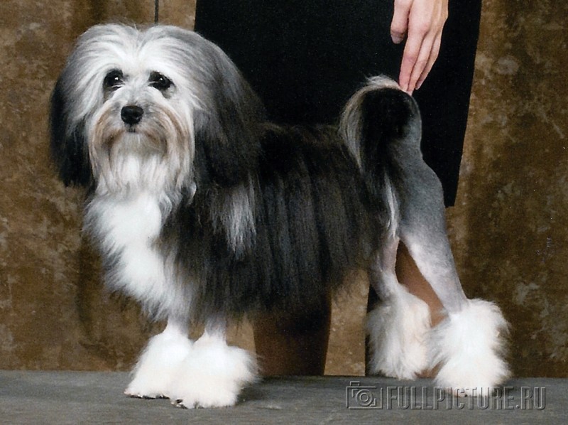 Десятка самых дорогих пород собак Десятка самых дорогих пород собак