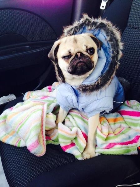 Прикольные картинки (88 фото)