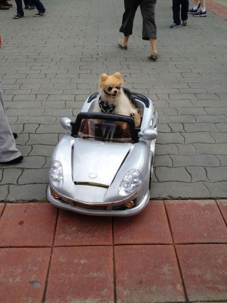 Прикольные картинки (88 фото)