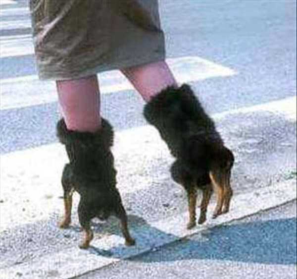 Странности из интернета