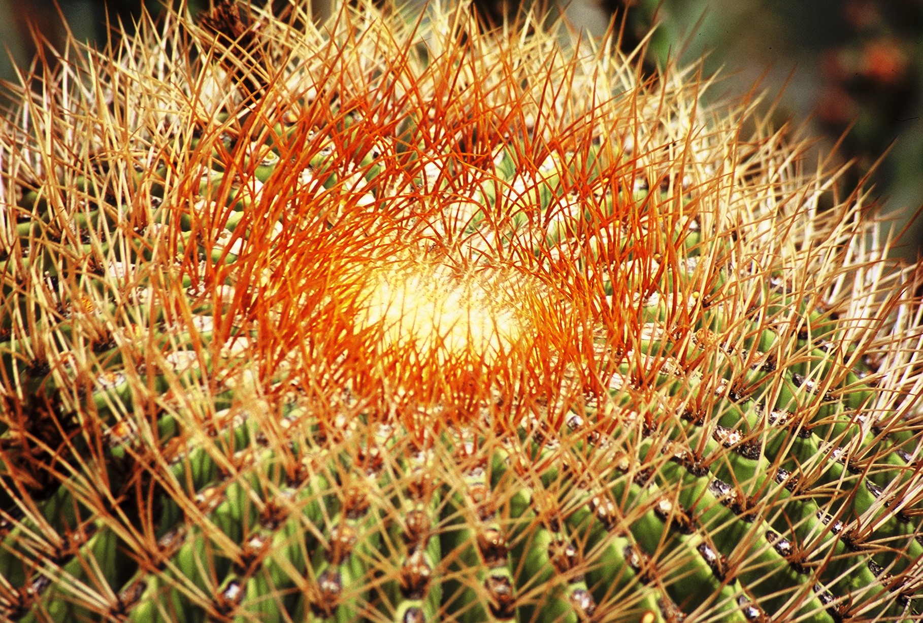 Факты с колючкой