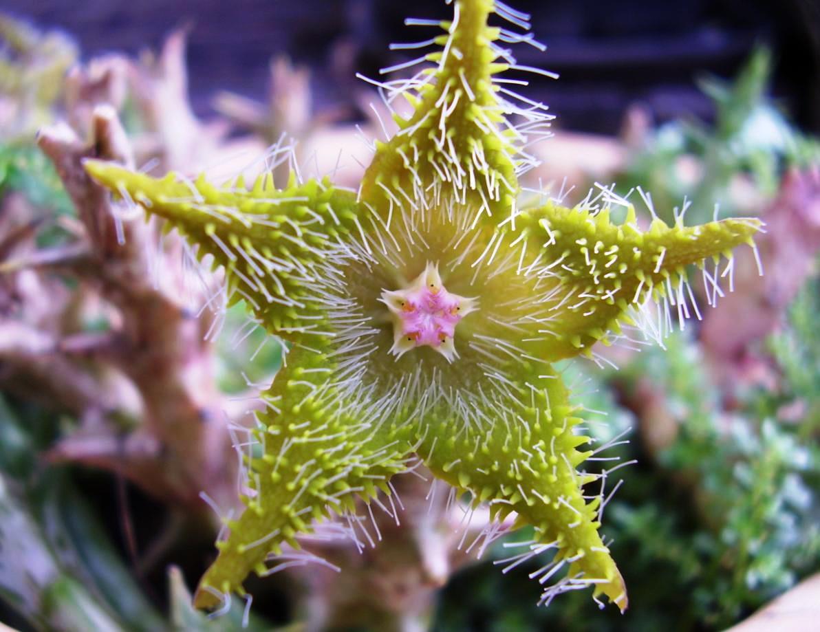 Факты с колючкой