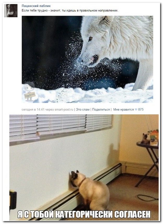 Смешные комментарии из социльных сетей