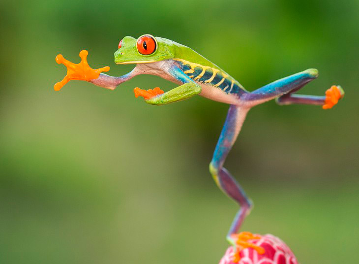 Красноглазые спортсмены Красноглазые спортсмены