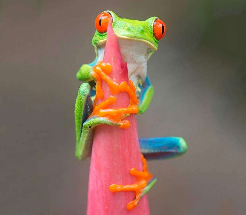 Красноглазые спортсмены Красноглазые спортсмены