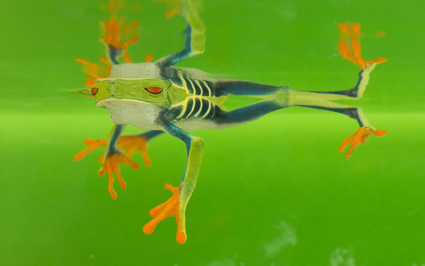 Красноглазые спортсмены Красноглазые спортсмены