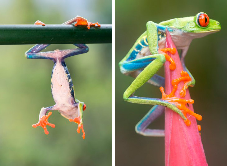 Красноглазые спортсмены Красноглазые спортсмены