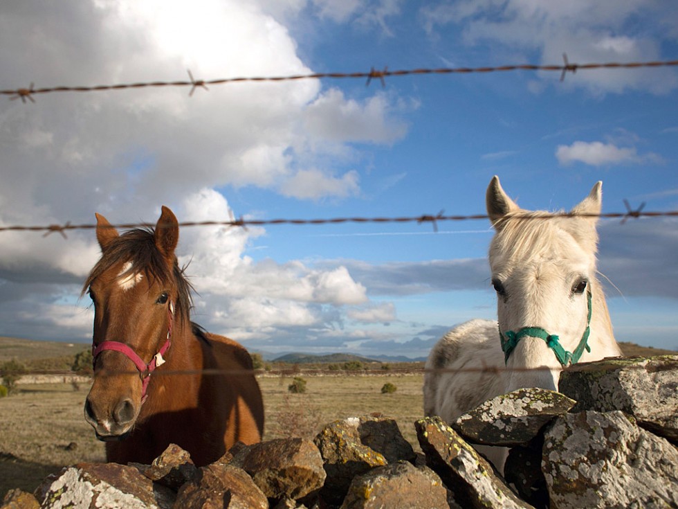 Огонь и лошади: День святого Антонио