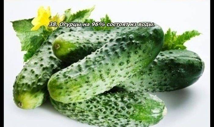 Разные факты о еде