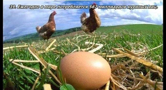 Разные факты о еде