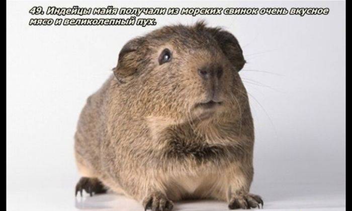 Разные факты о еде